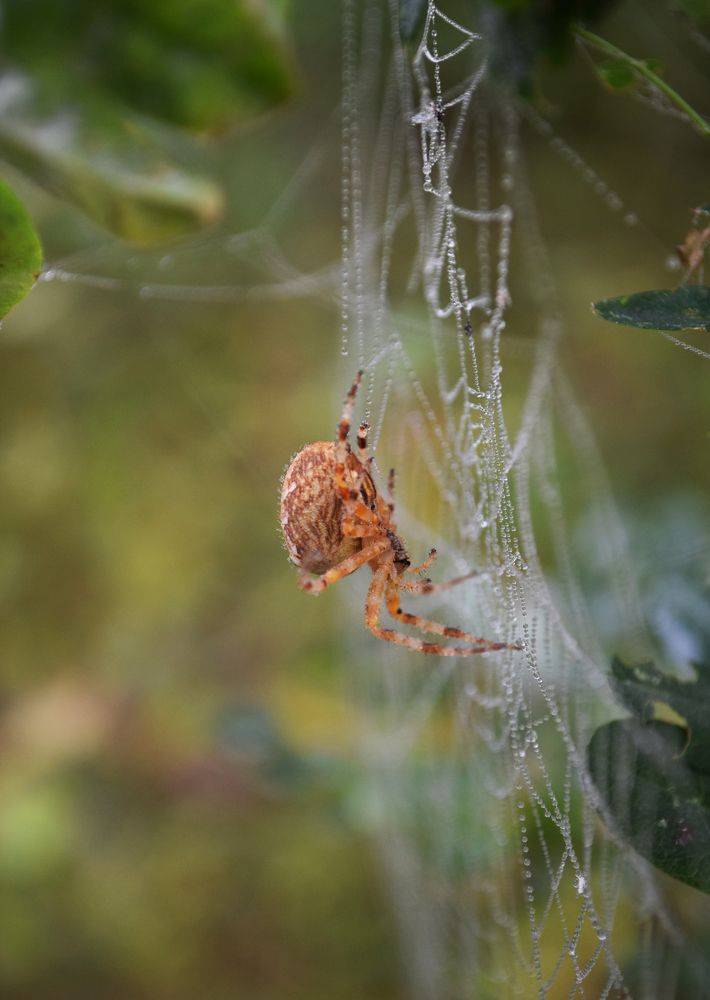 Photograph by Наталья Ченчикова
