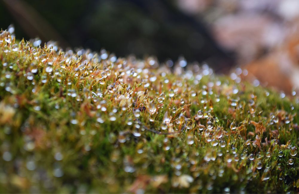 Photograph by Наталья Ченчикова