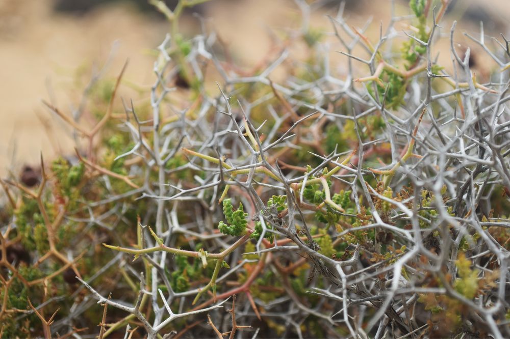 Photograph by Наталья Ченчикова