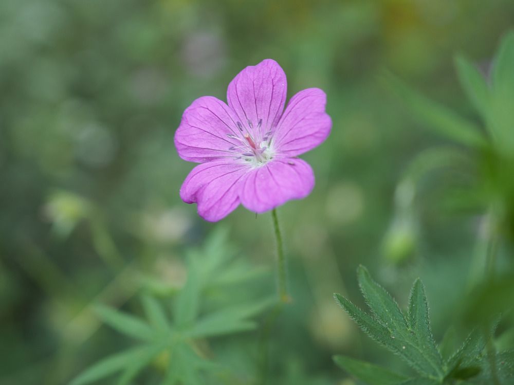 Photograph by Надежда Меркулова