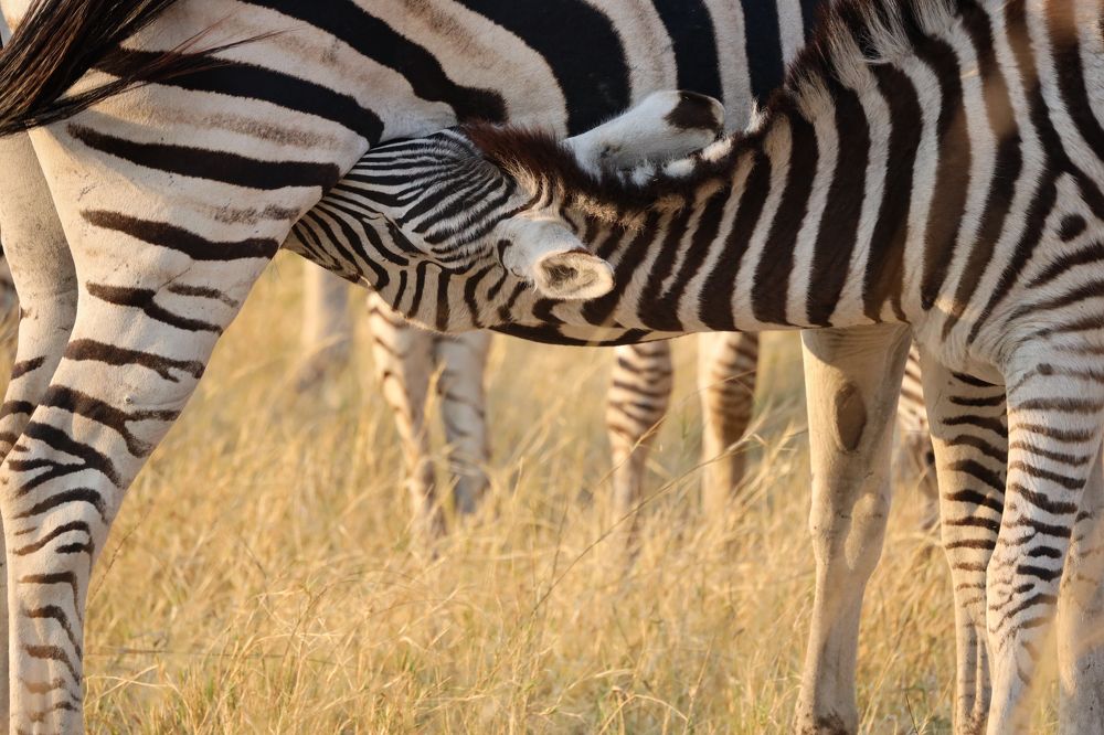 Photograph by Raquel Barao