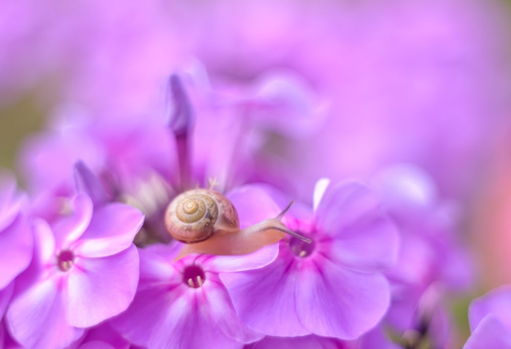 Photograph by Ирина Никульча