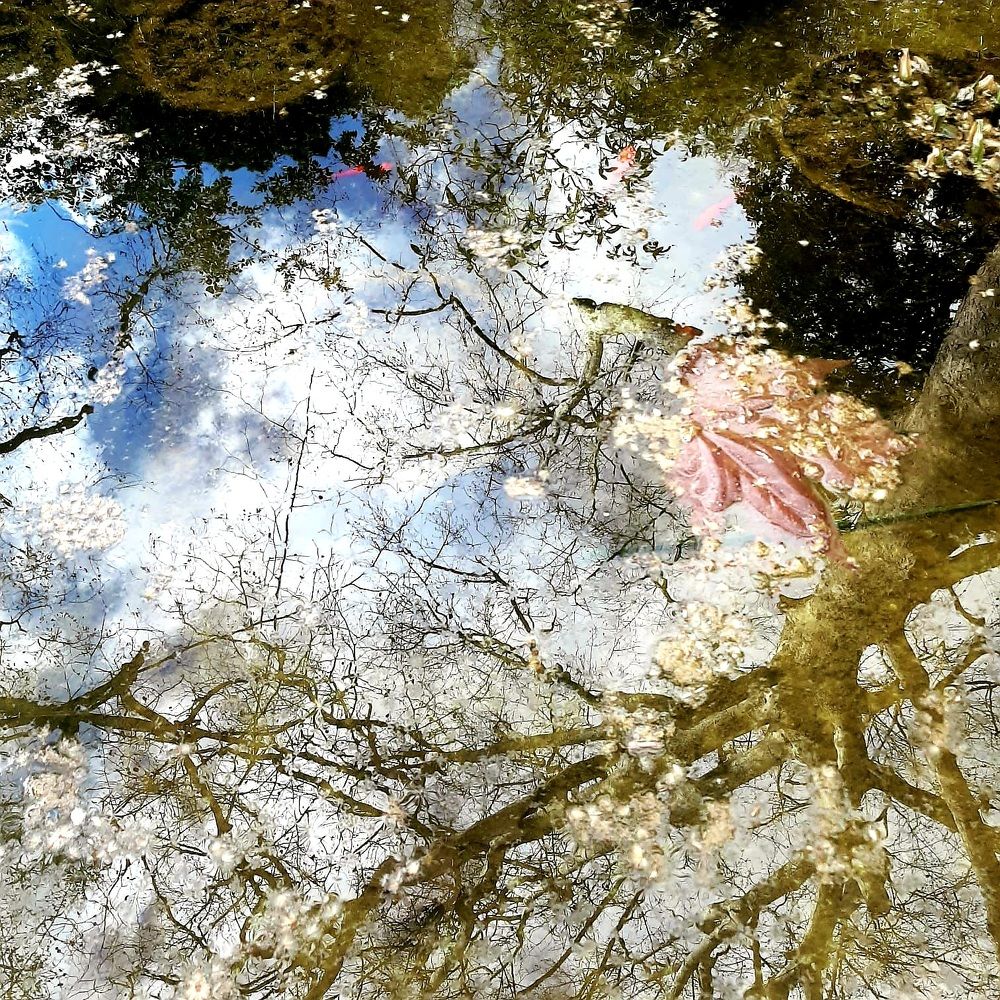 отражение в воде