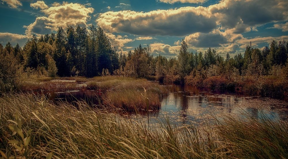 Фотография автора Виктория Шаманова