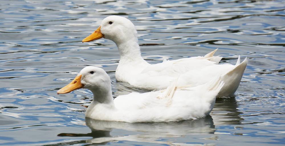 Photograph by Prabhu Viswanathan