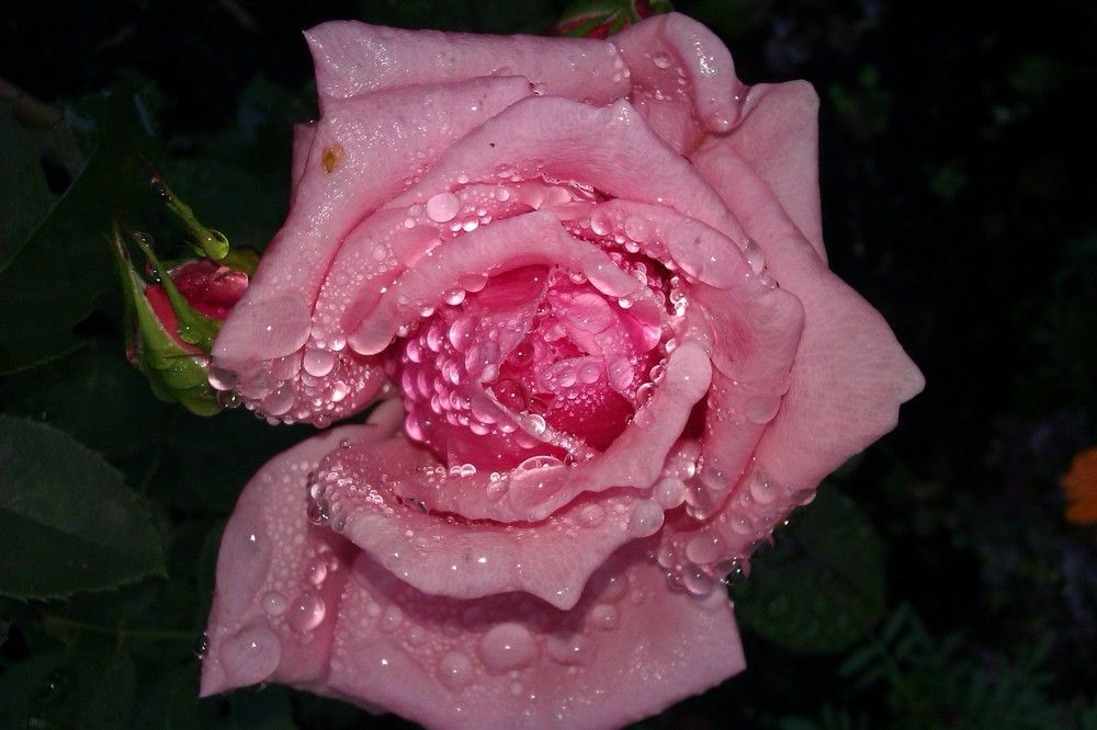 Photograph by Алия Хафизова