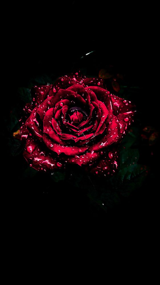 Фотография автора Оля Алехнович