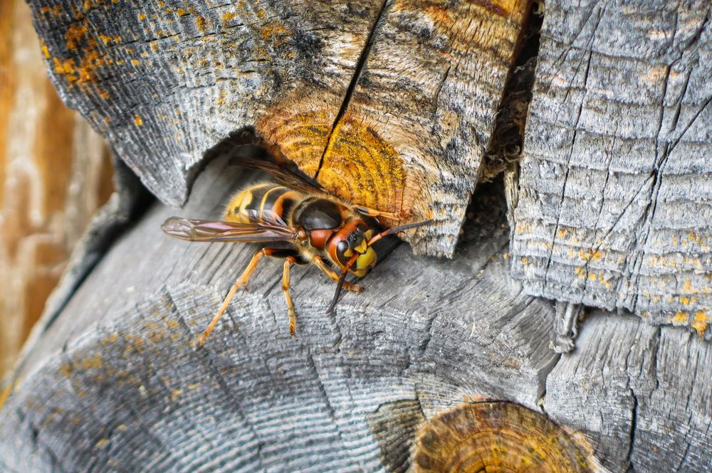 Photograph by МИХАИЛ ЛОГАШОВ