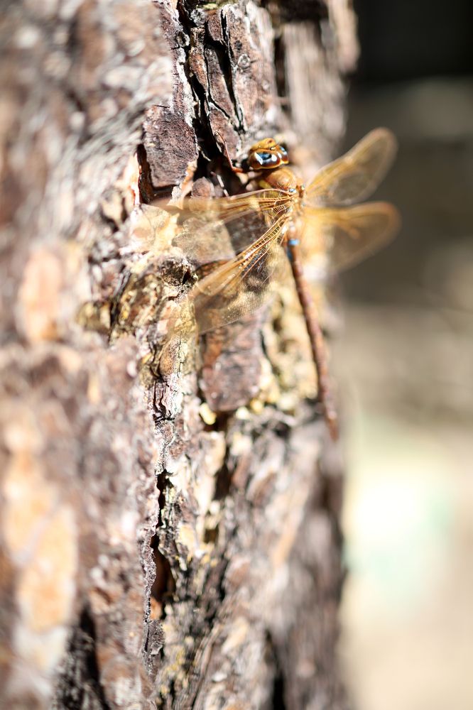 Photograph by Оксана Никулина