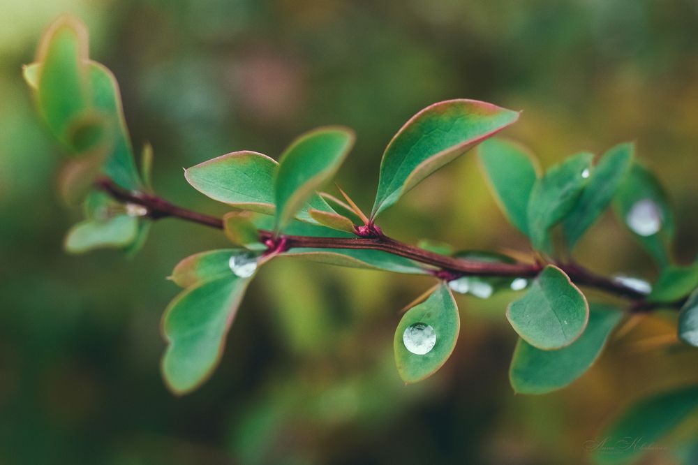 Фотография автора Анна Хабарова