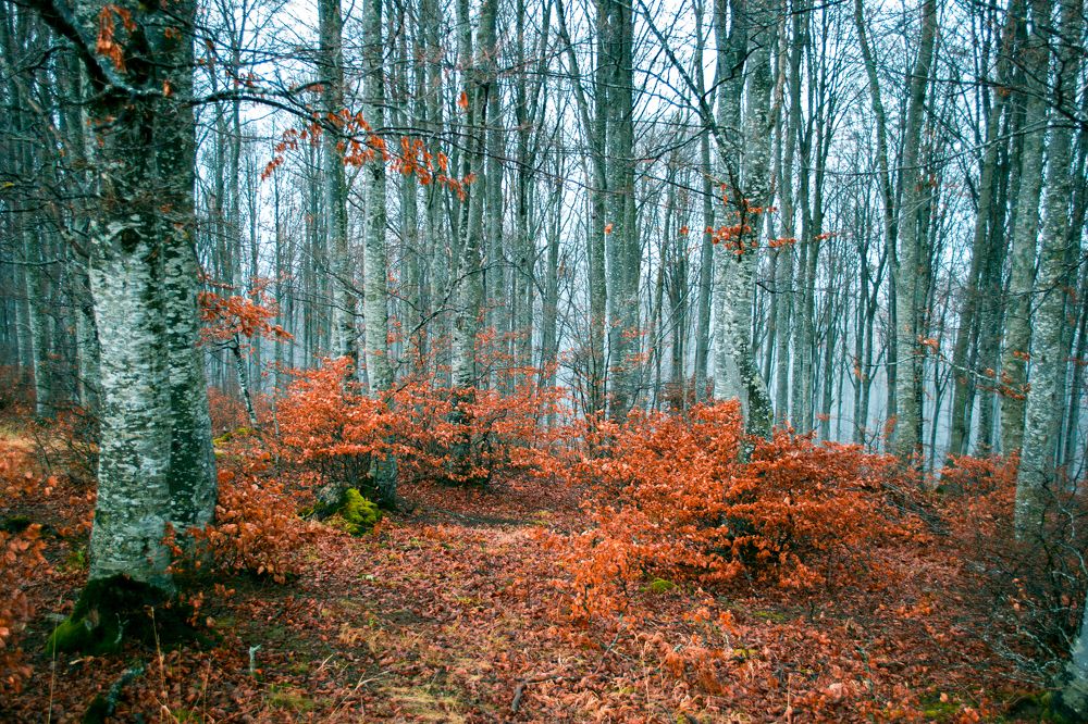 Photograph by Fatmir Bajrovic