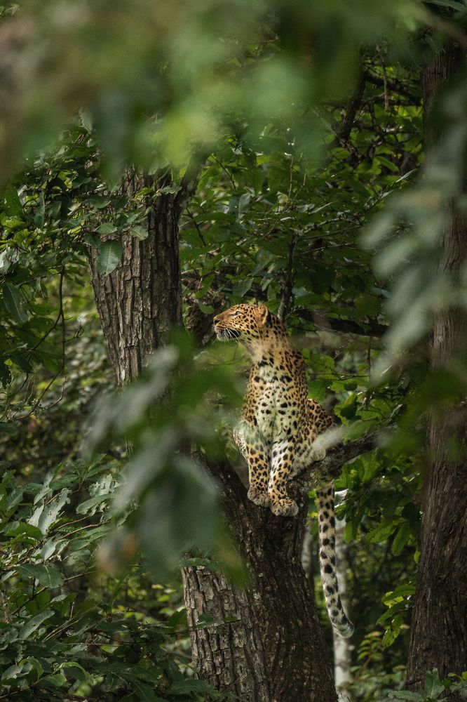 Leopard on tree!