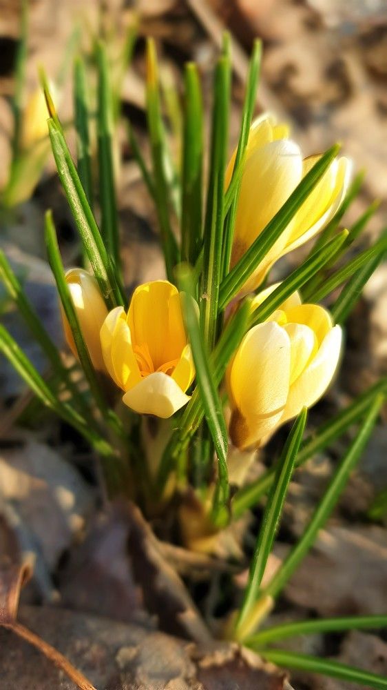 Photograph by Marie G