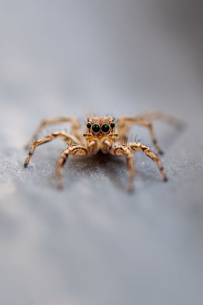 Photograph by Narayanan Iyer