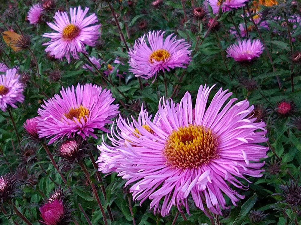 Альпийская астра осеняя