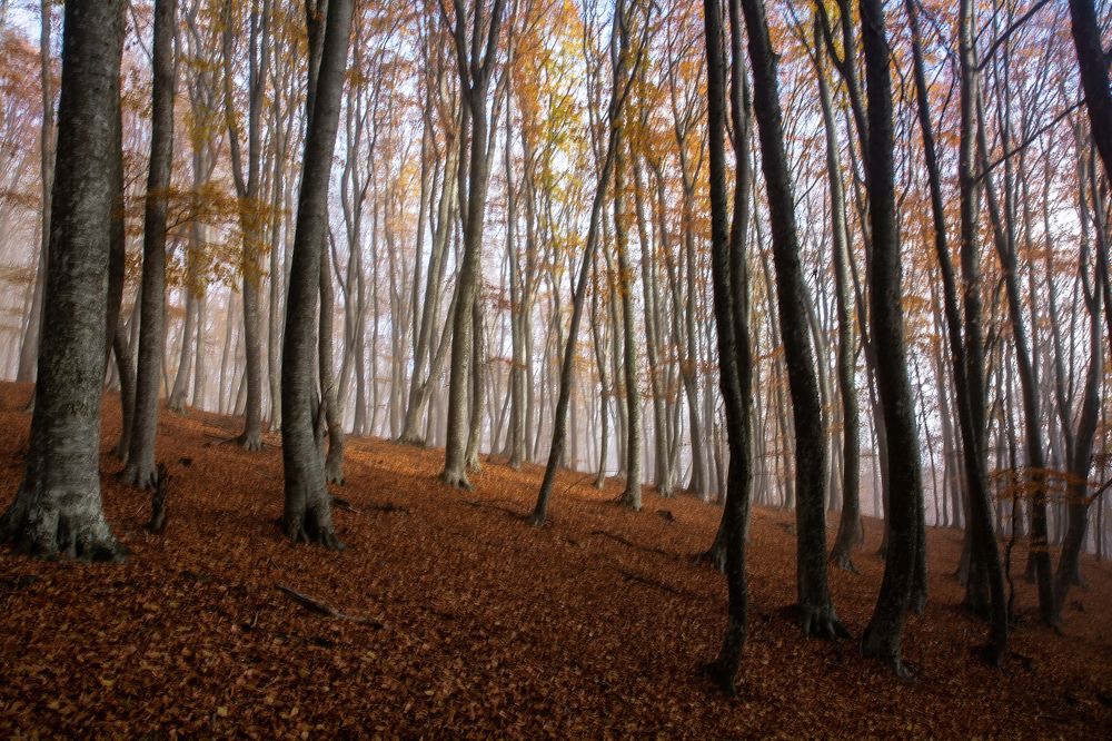 Photograph by Александр Коваленко