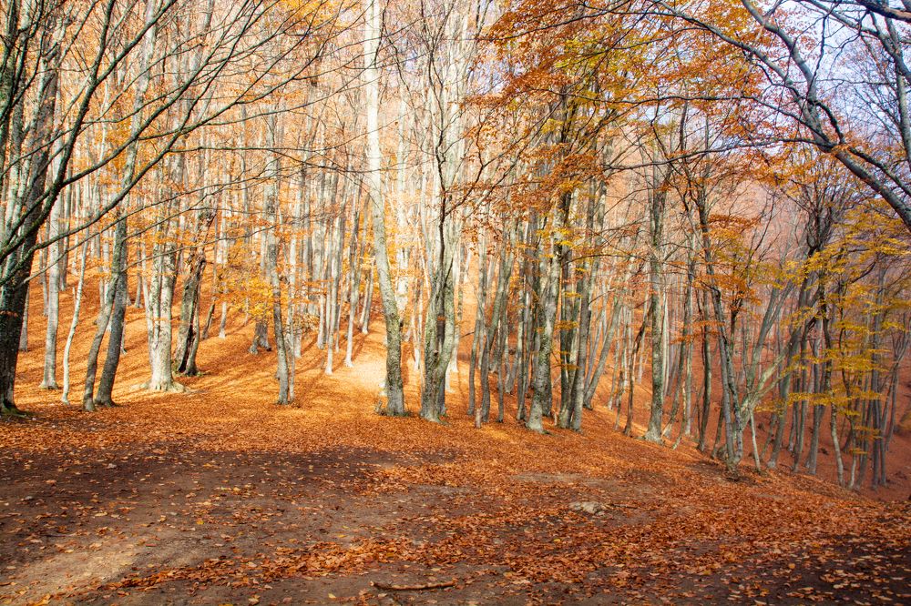 Photograph by Александр Коваленко