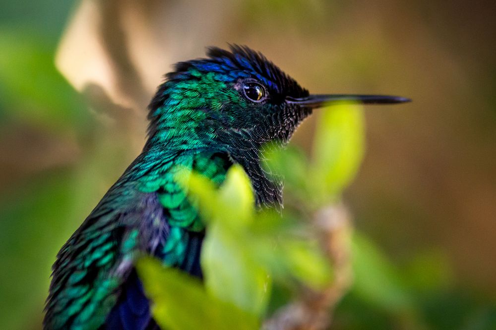 Violet-capped Woodnymph