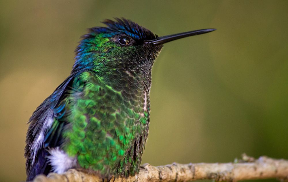 Violet-capped Woodnymph