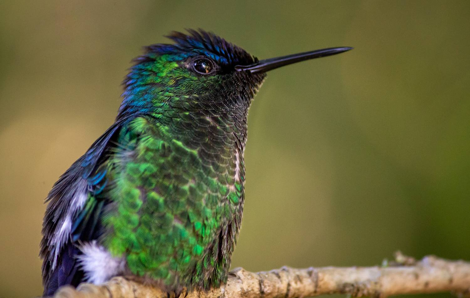 Violet-capped Woodnymph
