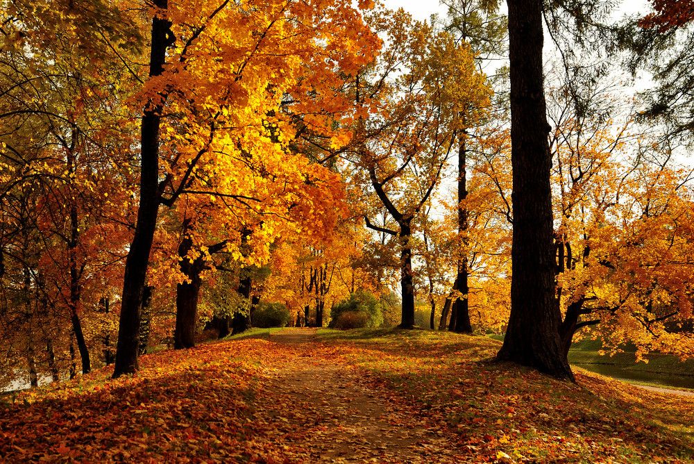 Дворцовый парк в Гатчине...
