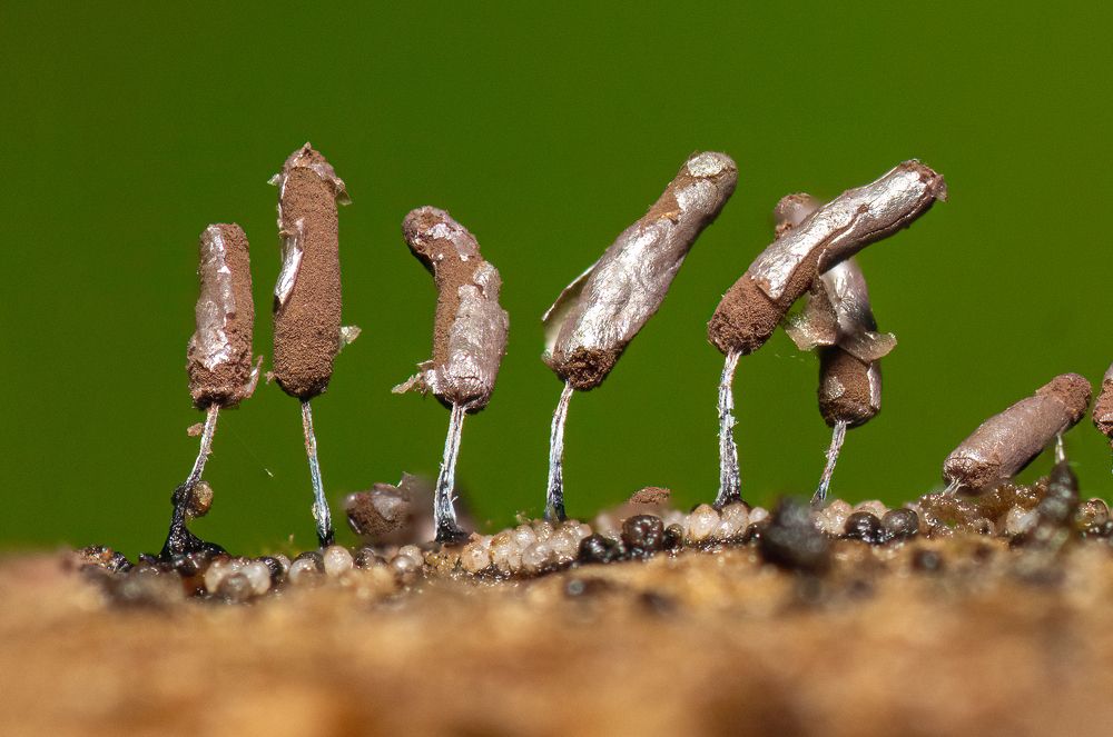 Photograph by Filip Eremita