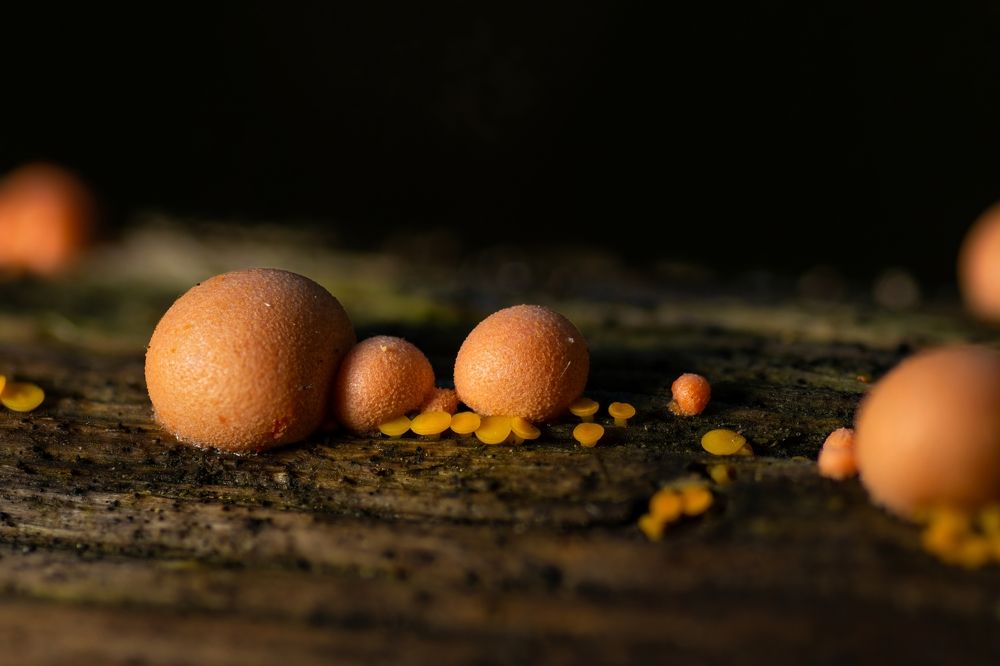 Photograph by Filip Eremita