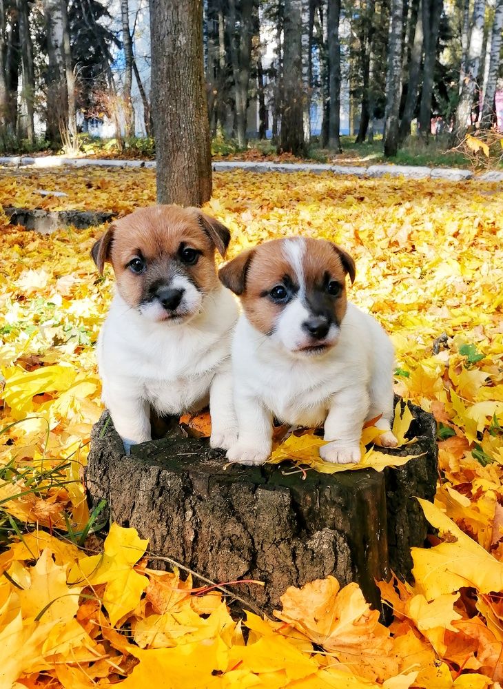 После листопада