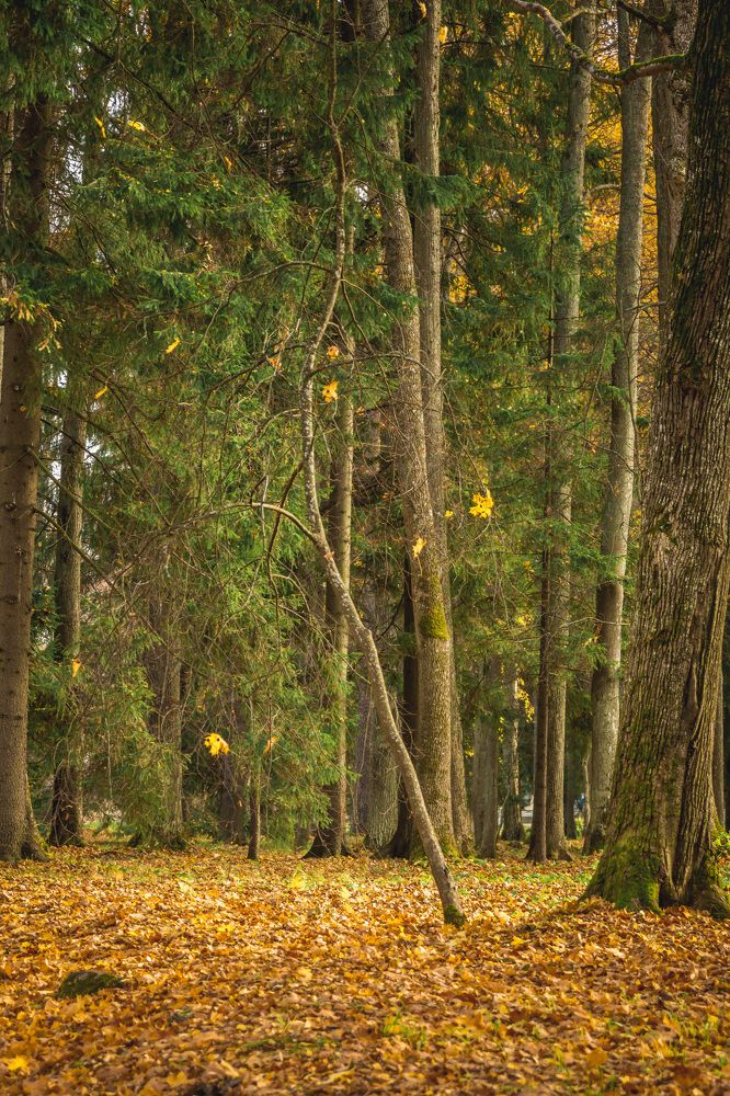 Photograph by Светлана Гонская