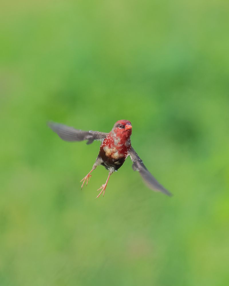 Фотография автора Anandhu M