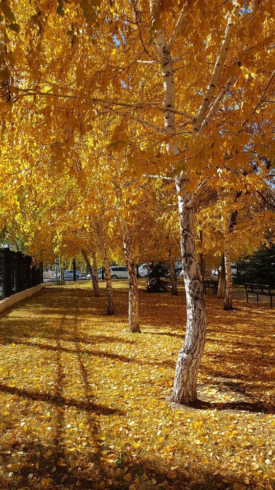 В золото березы одетые