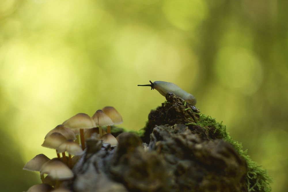 Любопытство