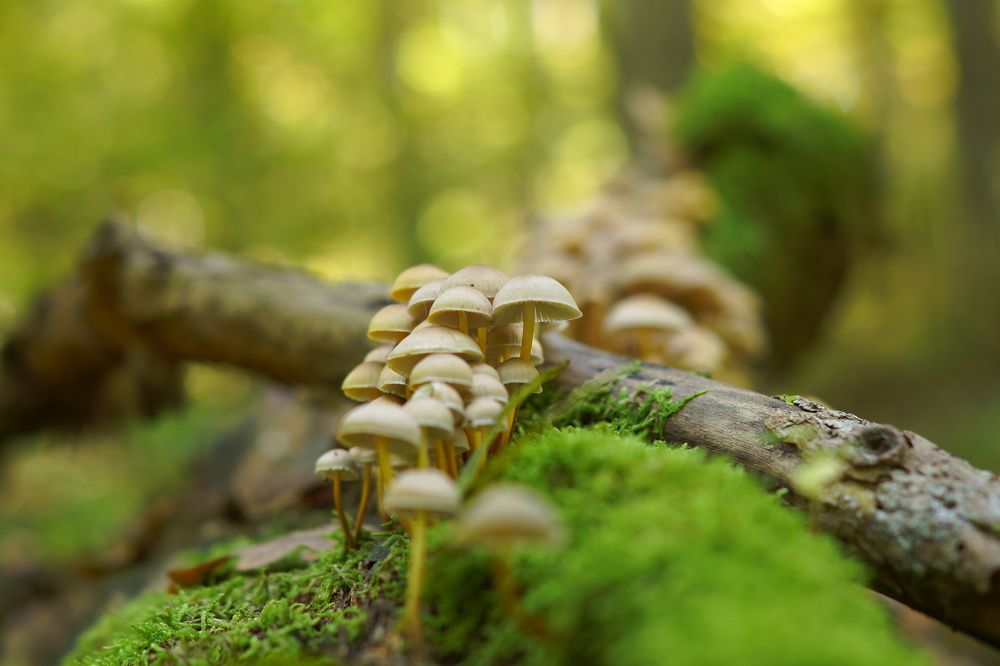 Дружная семейка