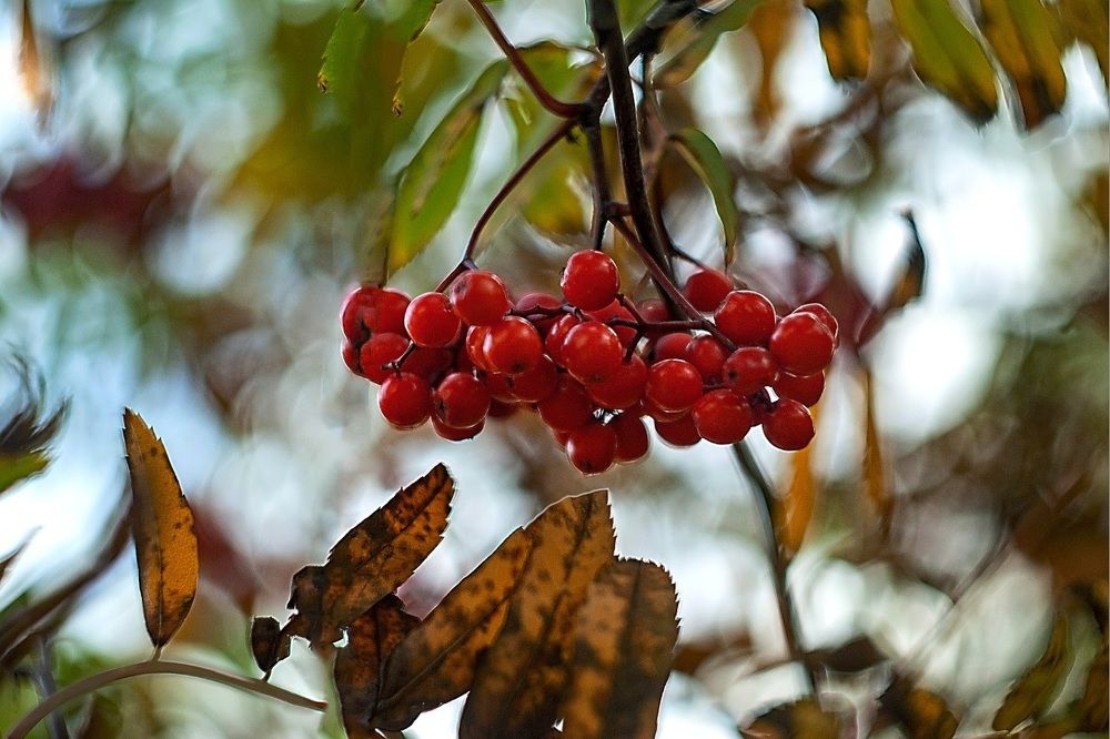 Фотография автора Елена Савельева