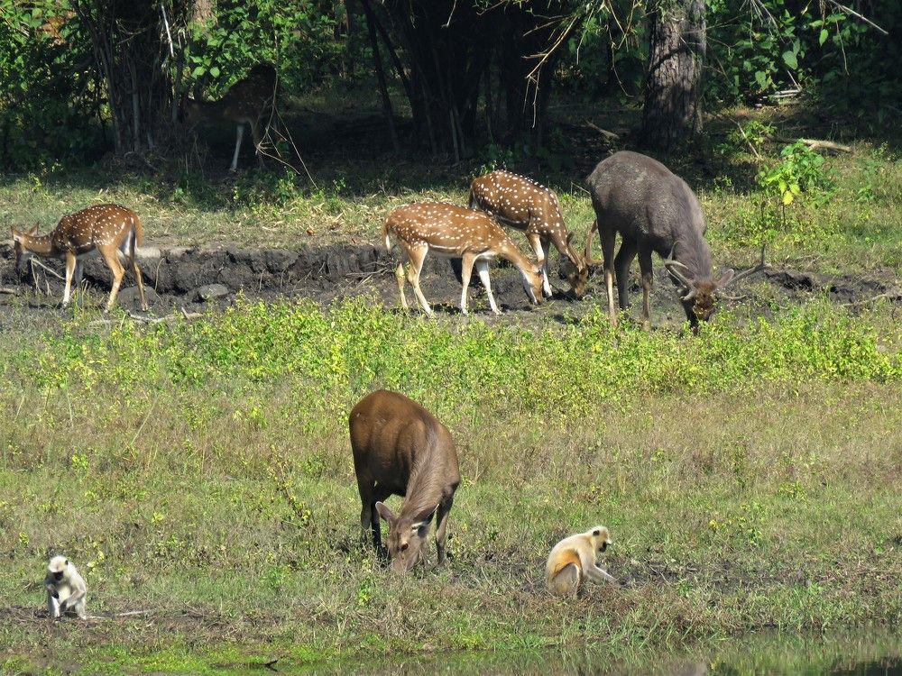 4 species grazing together