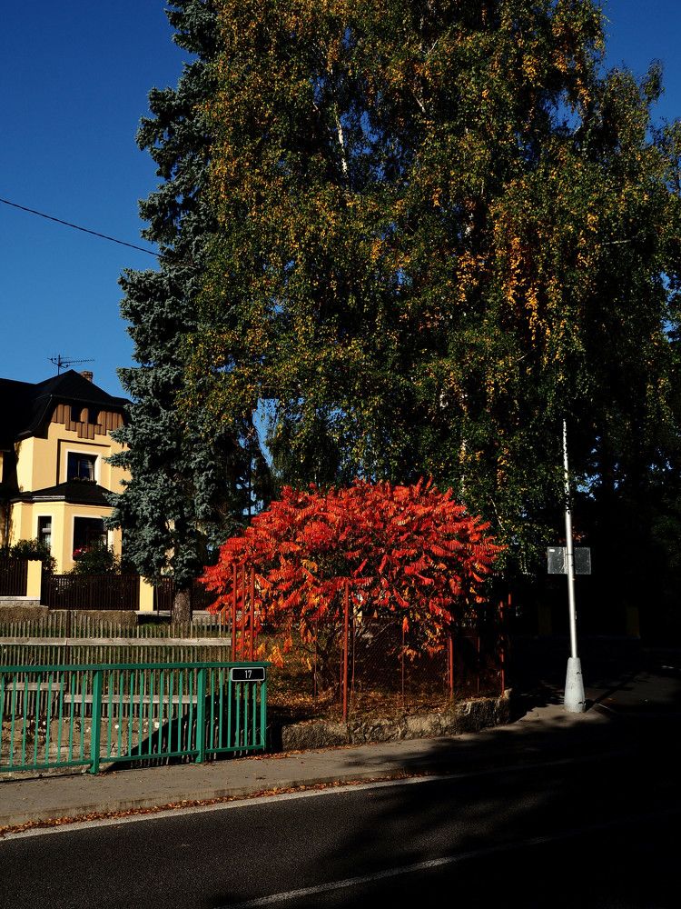The red Bush on the Street