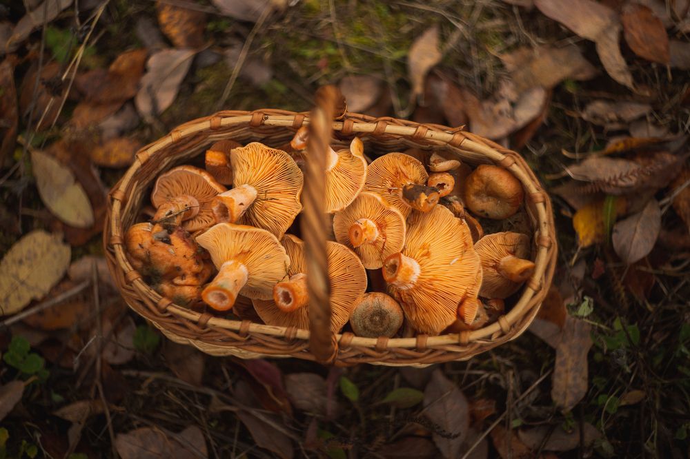 Фотография автора Панагушин Сергей