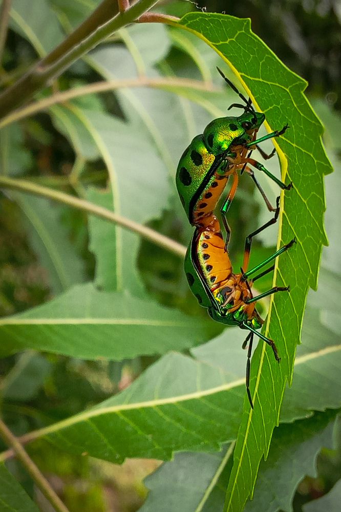 Green Glitter Beetle