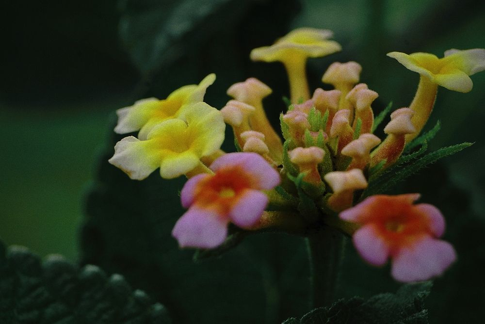 Photograph by Ariff Azrai