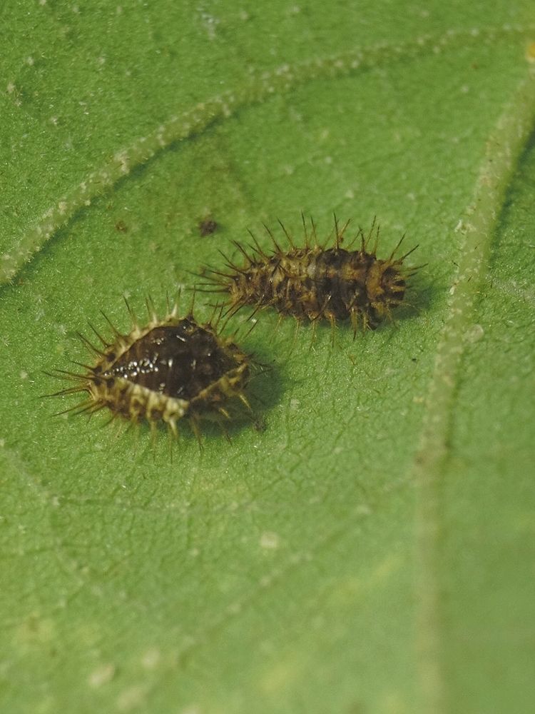 Photograph by Ariff Azrai