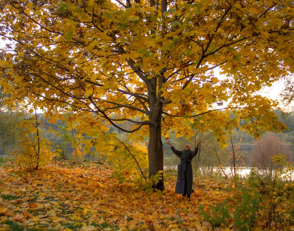 Жёлтый клён