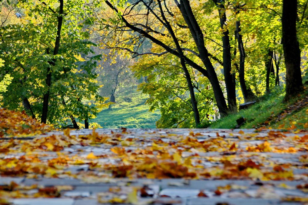 Прогулки в осень