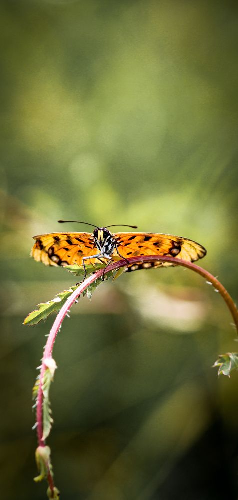 Photograph by Ragul rahunath