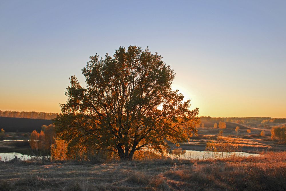 Дуб у озера