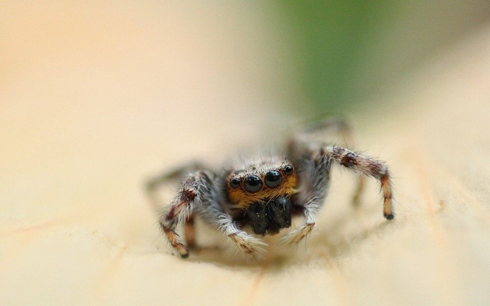 Jumping Spider