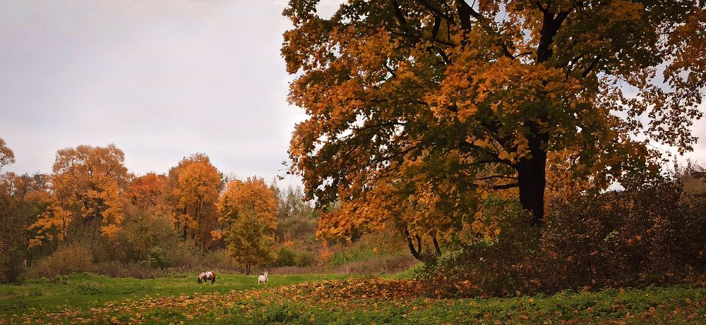 Теплое золото листопада