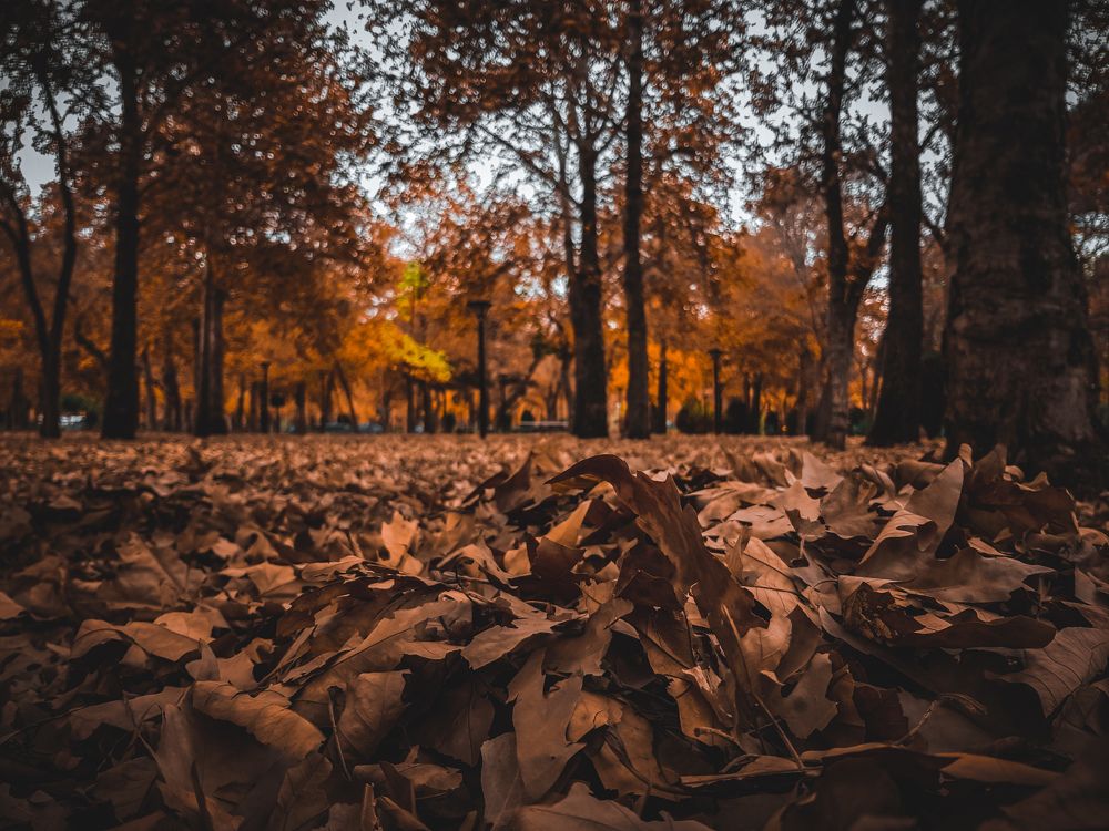 Photograph by Koroshmahdi Azarakhsh