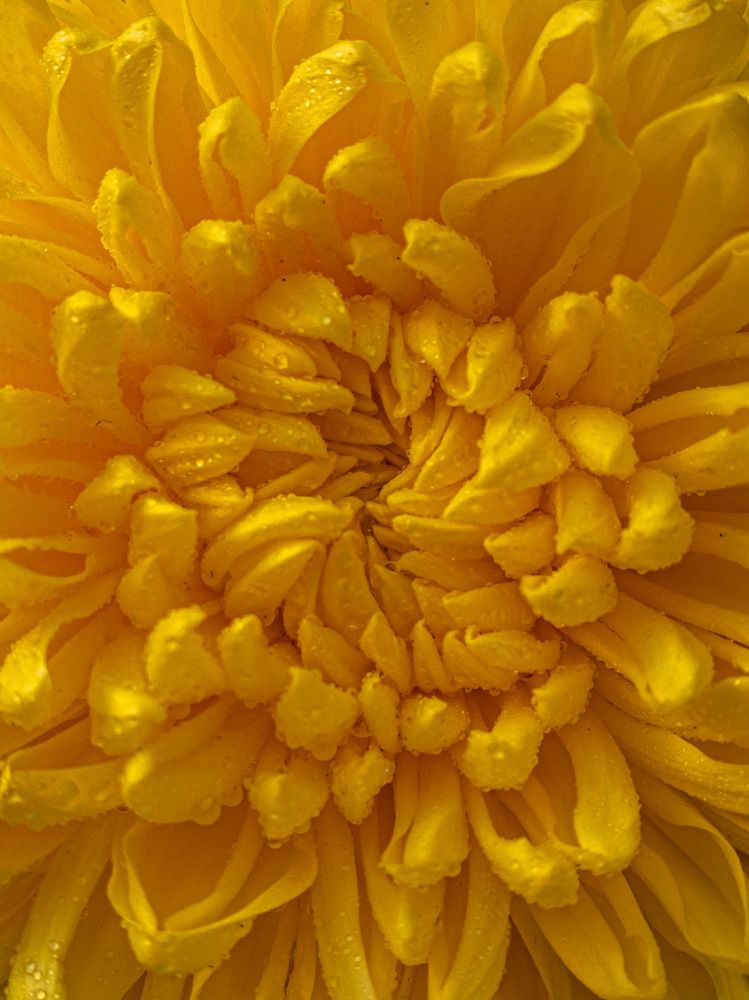 Солнечная хризантема