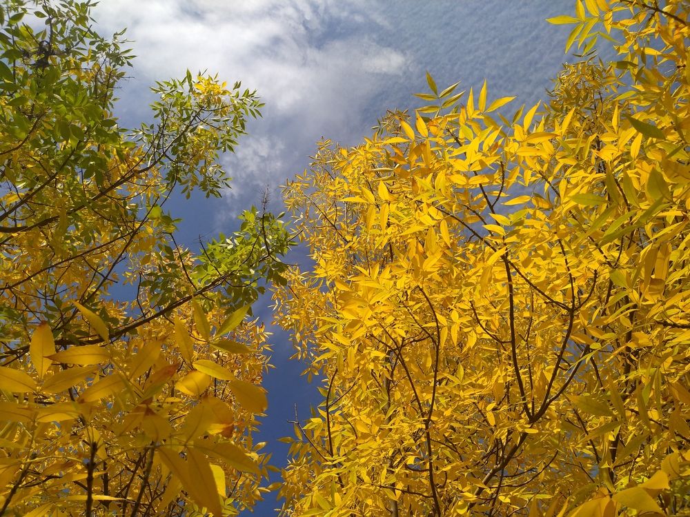 Photograph by Елена Болтенкова