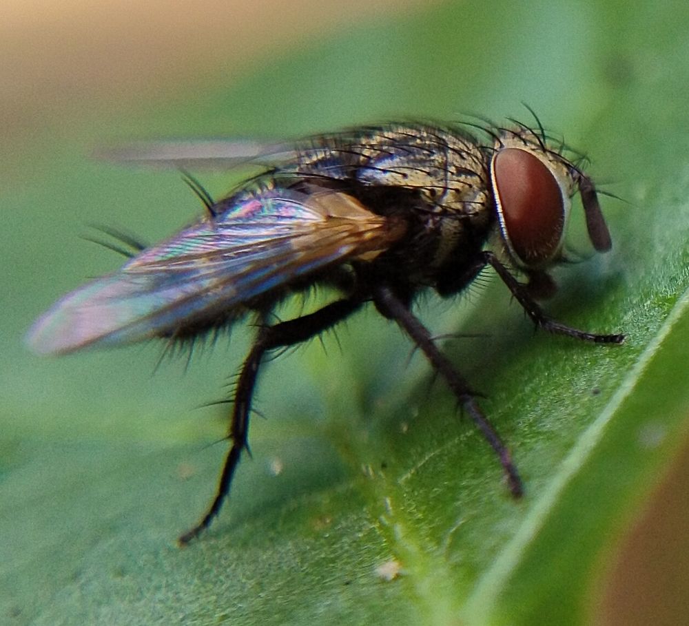 Photograph by Sajal Menon